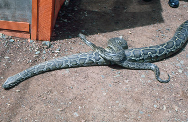 Photo by CPT Bob Dodge, snakes at the weather detachment